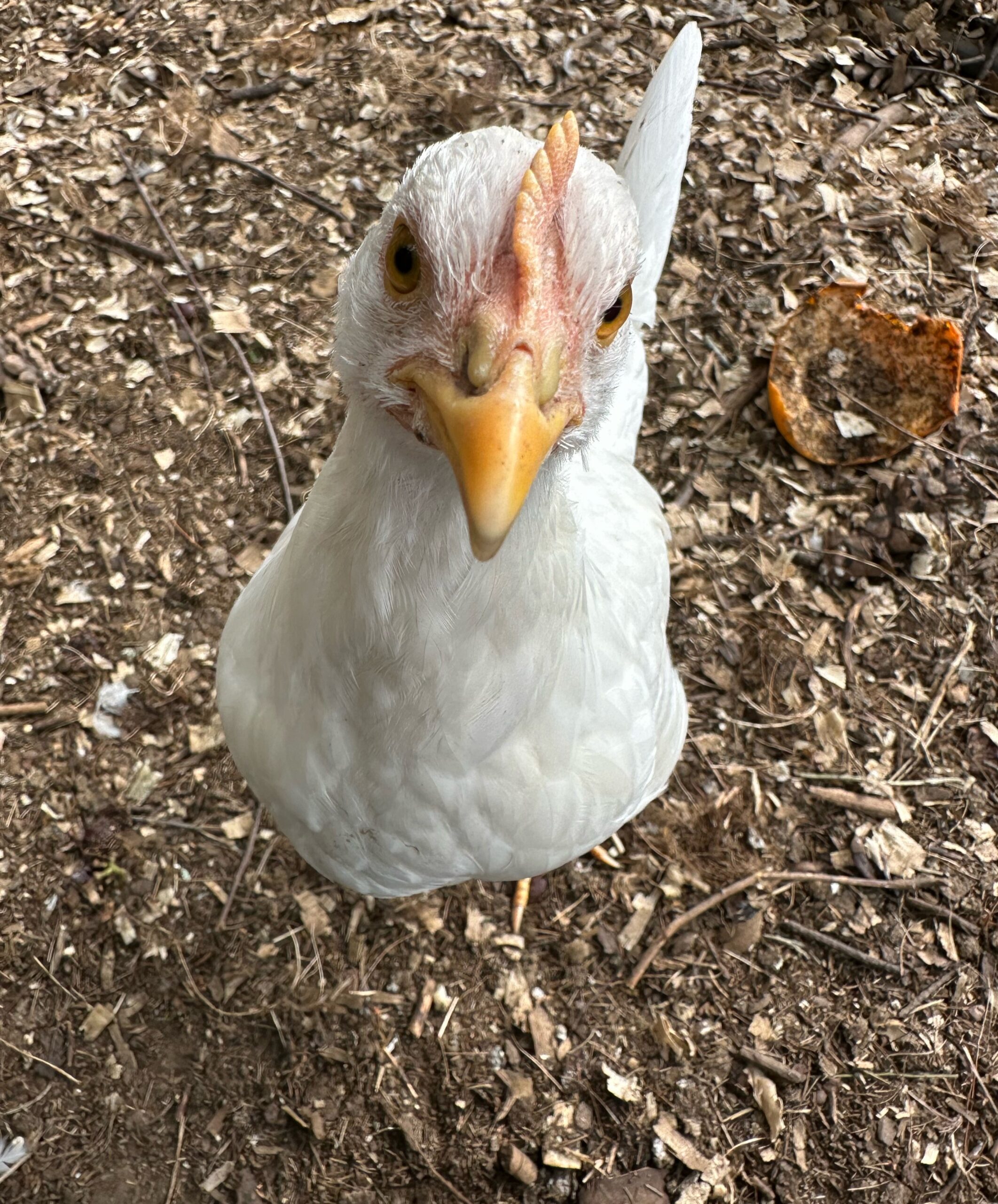 How Raising Chickens Clucked It’s Way into my Wellness Routine.